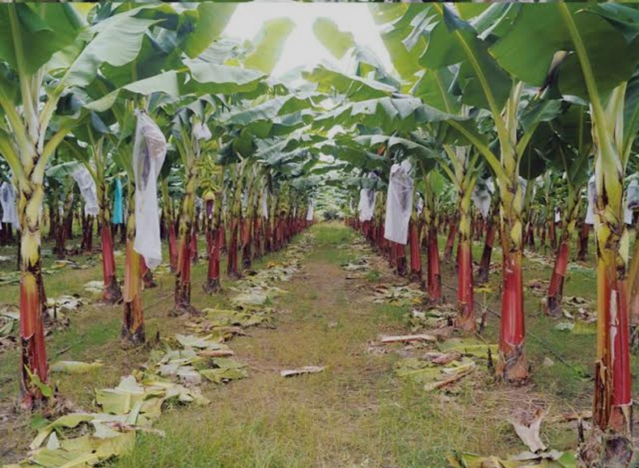 Plantación de banano en hileras con racimos embolsados